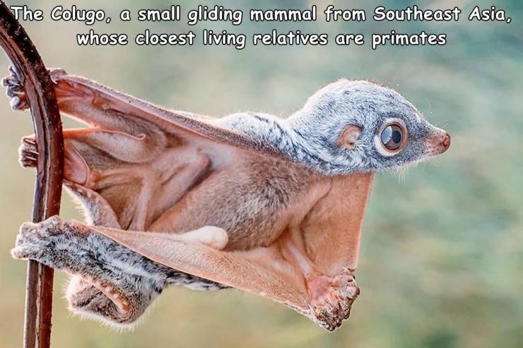 philippine flying lemur - The Colugo, a small gliding mammal from Southeast Asia, whose closest living relatives are primates