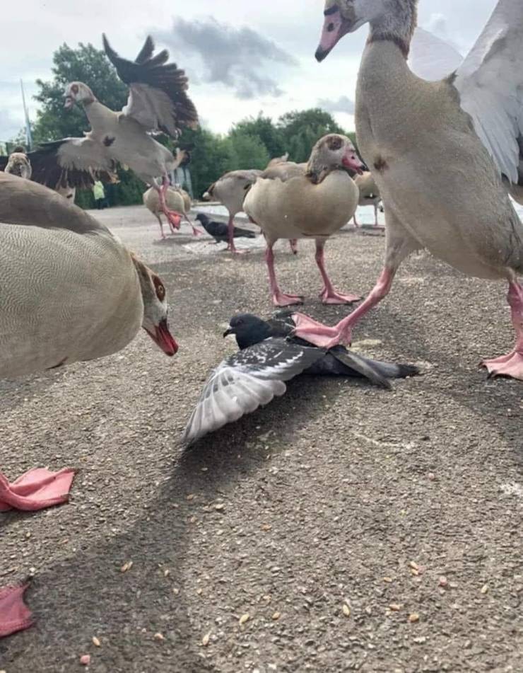 ducks bullying pigeon