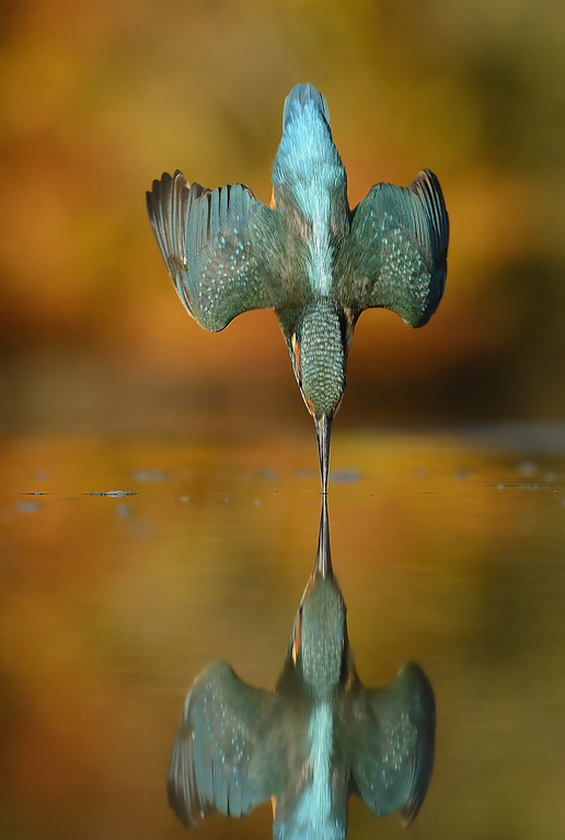 award winning photo bird drinking water