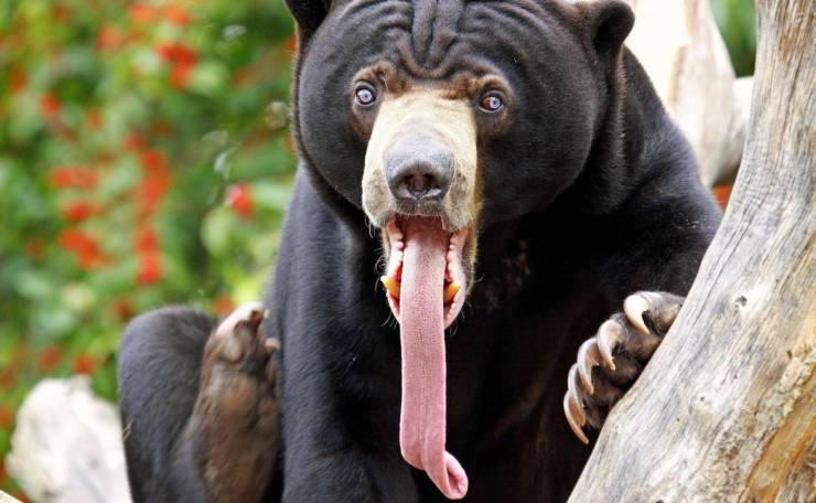 bear with long tongue