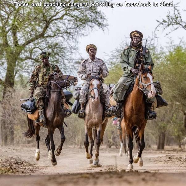Three anti poaching rangers patrolling on horseback in Chad