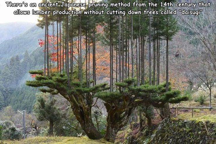 daisugi tree - There's an ancient Japanese pruning method from the 14th century that allows lumber production without cutting down trees called