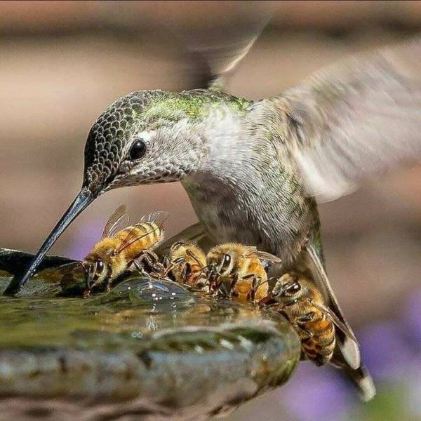 bee and hummingbird drinking