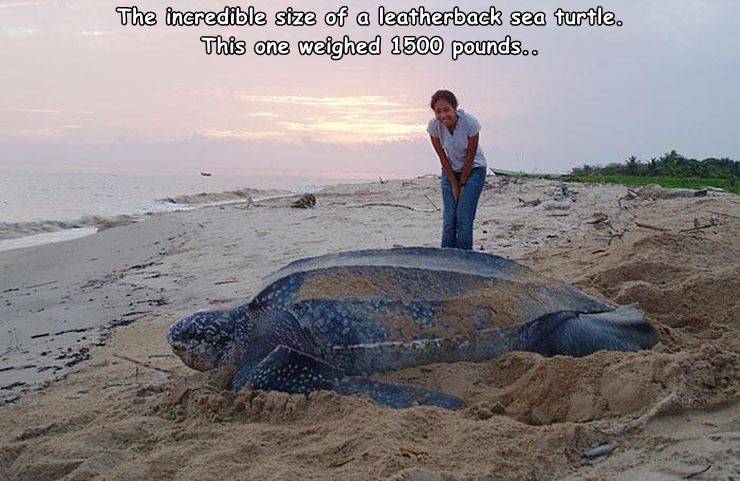 size of leatherback sea turtle - The incredible size of a leatherback sea turtle. This one weighed 1500 pounds..
