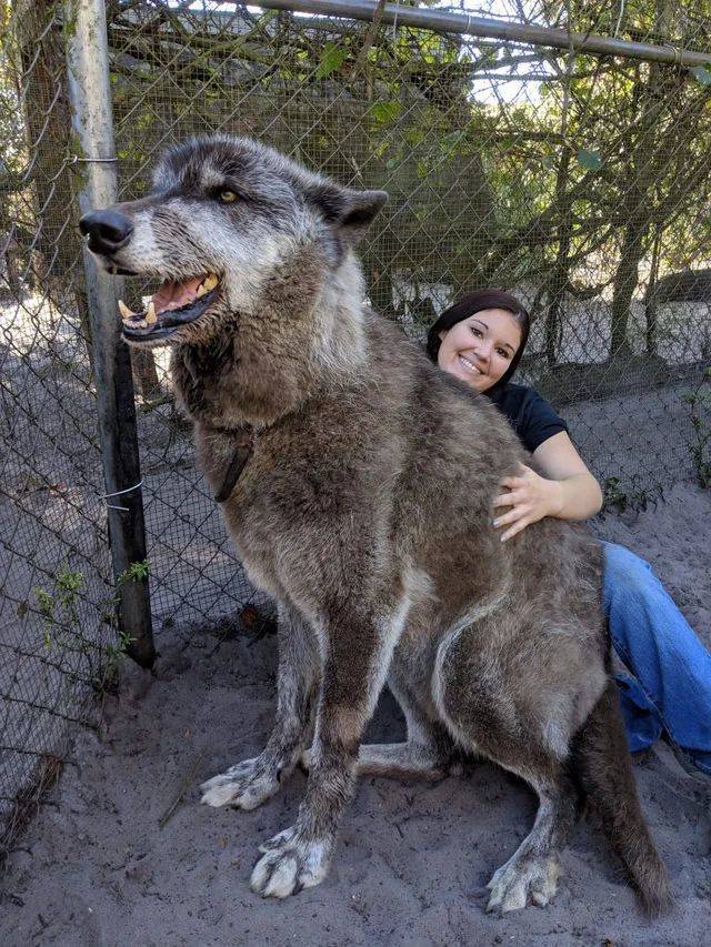 yuki wolf dog