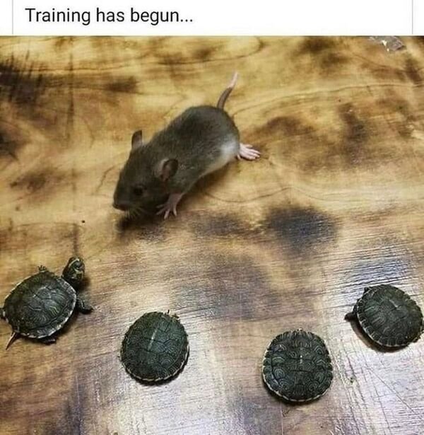 ninja turtles training has begun - Training has begun...