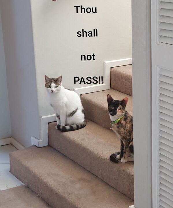 cat - Thou shall not Pass!!
