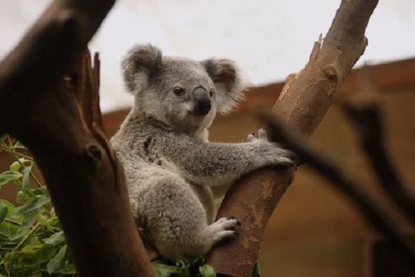 Koala Bear

While cute like a Teddy Bear, Koalas aren’t bears at all, they’re marsupials.