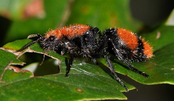 Velvet Ants

Velvet ants are actually wasps.