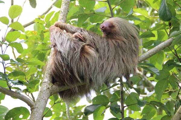 Two-toed sloth

The Two-toed sloth actually has 2 FINGERS. Their feet actually do have 3 toes