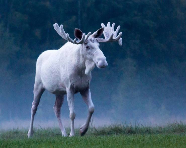 albino moose