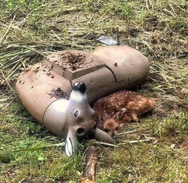 fawn curled up beside a fake deer