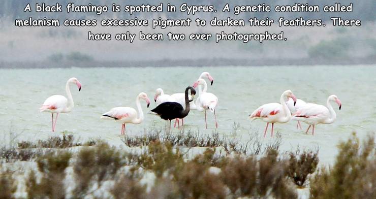 random pics - black flamingo - A black flamingo is spotted in Cyprus. A genetic condition called melanism causes excessive pigment to darken their feathers. There have only been two ever photographed.