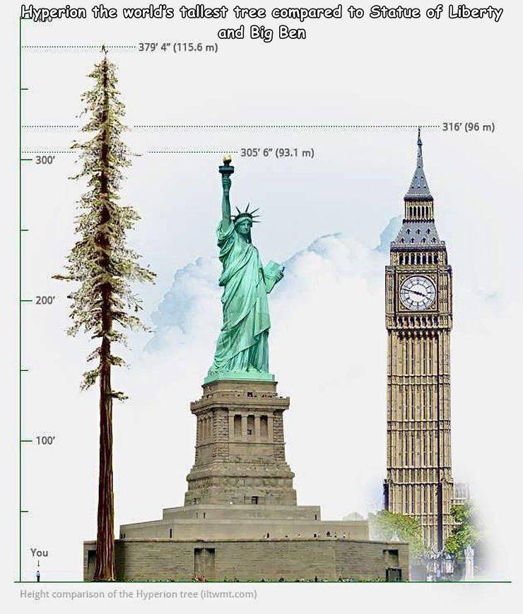 random pics - statue of liberty - Hyperion the world's tallest tree compared to Statue of Liberty and Big Ben 379' 4" 115.6 m 316' 96 m 305' 6" 93.1 m 300' 200' Ex 100 You 1 Height comparison of the Hyperion tree iltwmit.com