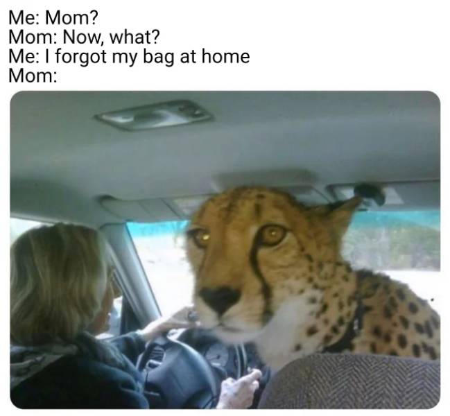 cheetah in back seat - Me Mom? Mom Now, what? Me I forgot my bag at home Mom