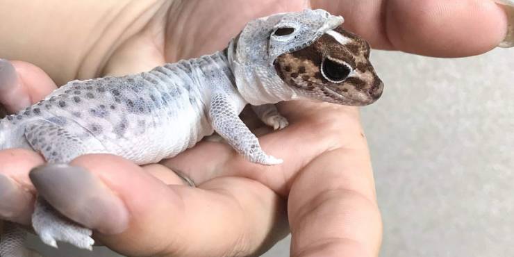 random pics - shedding gecko