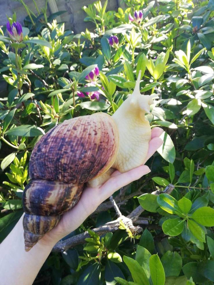 random pics - chunky snail