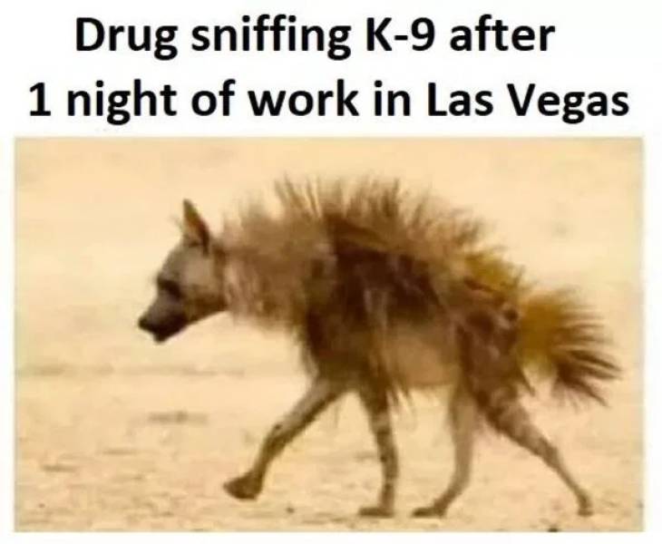 funny memes - pee on the electric fence they said - Drug sniffing K9 after 1 night of work in Las Vegas