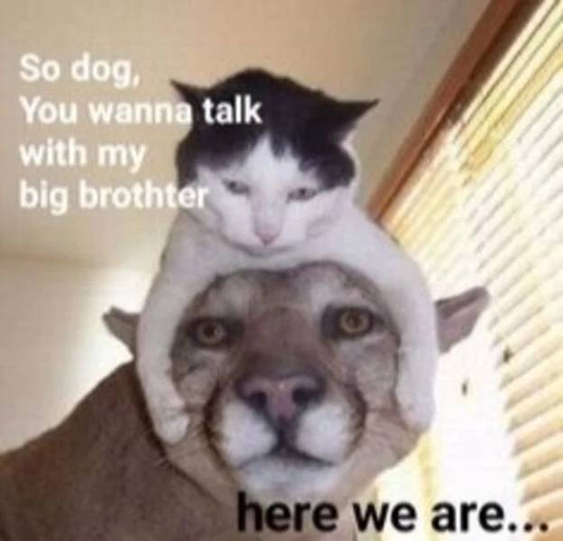 funny memes - best funny cats - So dog You wanna talk with my big brothter here we are...