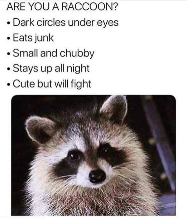 funny memes - dark circles under eyes meme - Are You A Raccoon? Dark circles under eyes Eats junk Small and chubby Stays up all night Cute but will fight