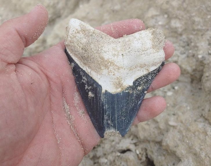 “I found a megalodon tooth today.”