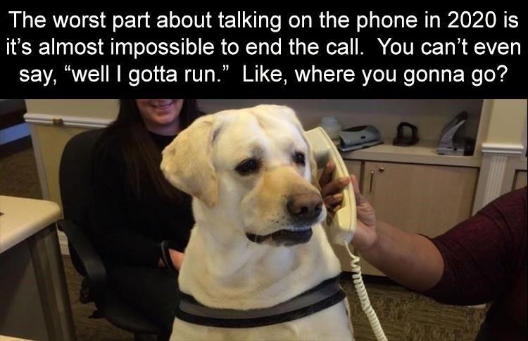 if i ever smell you on my owner again - The worst part about talking on the phone in 2020 is it's almost impossible to end the call. You can't even say, "well I gotta run." , where you gonna go?