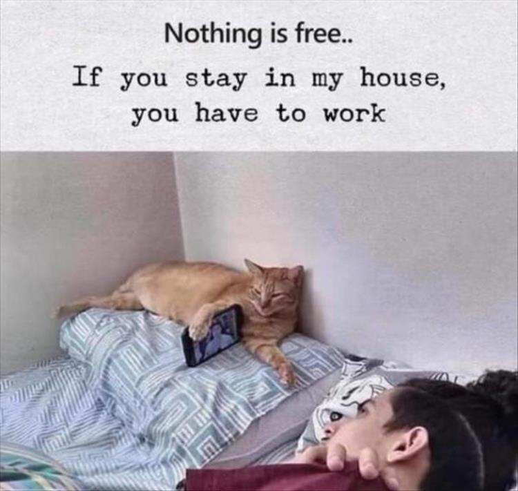 nothing is free if you stay at my house you have to work meme - Nothing is free.. If you stay in my house, you have to work