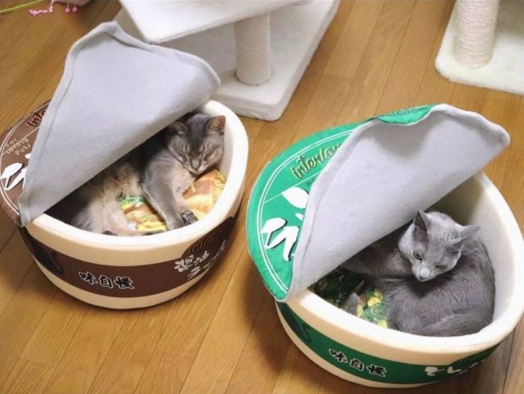 funny pics - cats sitting in ramen noodle beds