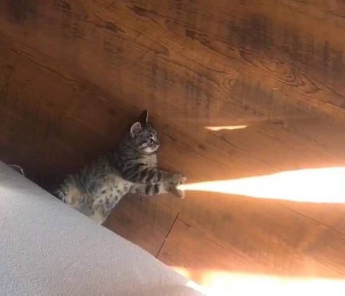 funny pics - cat shooting light beam from its paw
