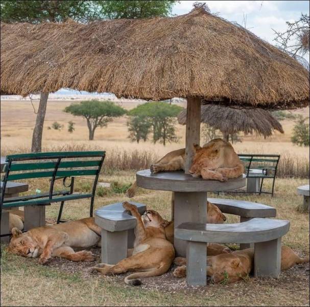 funny pics - lions chilling on table