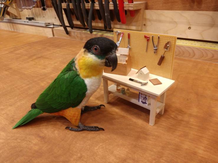 funny pics - bird standing next to a little work bench