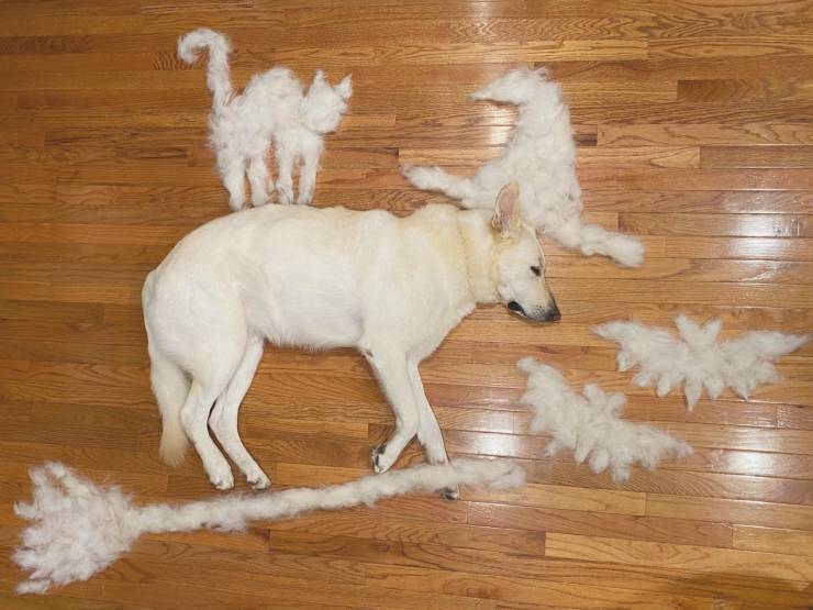 funny pics - dog with halloween decorations made from its fur
