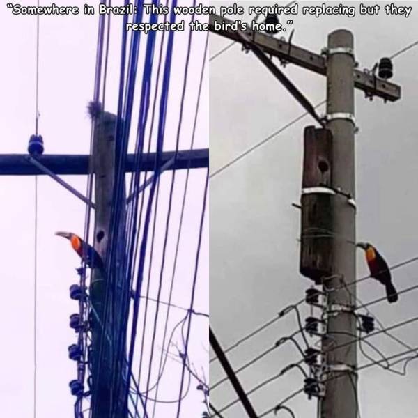random pics - electricity - "Somewhere in Brazil This wooden pole required replacing but they respected the bird's home.