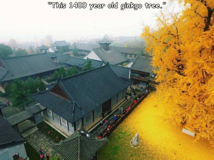 random pics - 100 year old ginkgo - "This 1400 year old ginkgo tree."