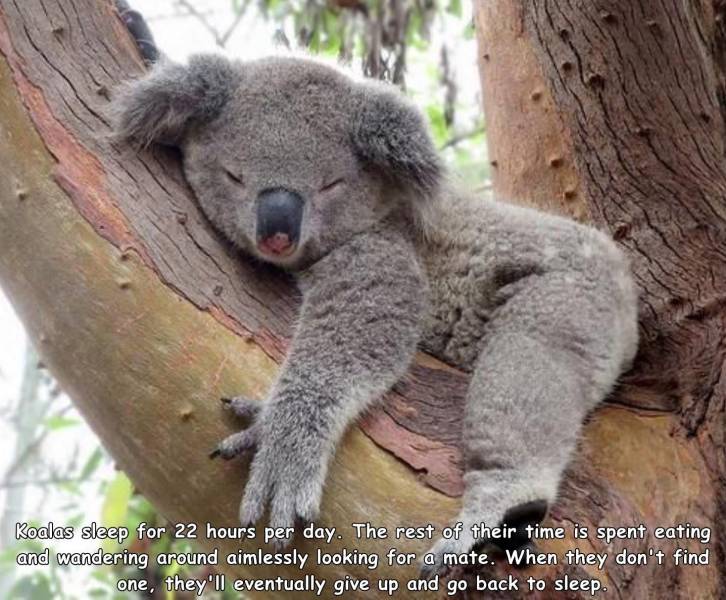 random pics - koala sleep - Koalas sleep for 22 hours per day. The rest of their time is spent eating and wandering around aimlessly looking for a mate. When they don't find one, they'll eventually give up and go back to sleep.