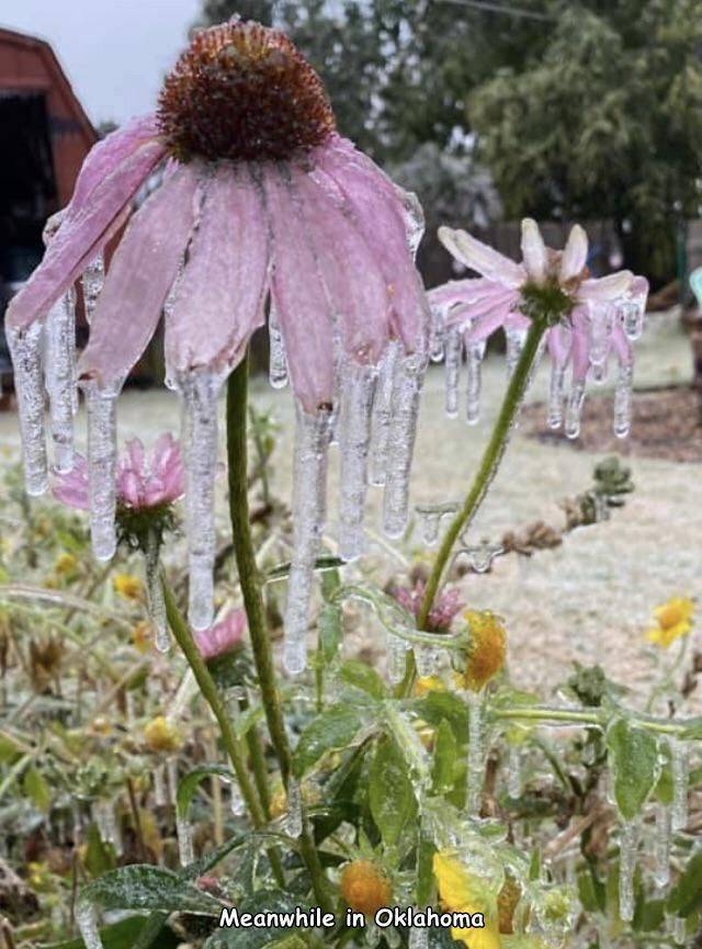 random pics - flower - Meanwhile in Oklahoma