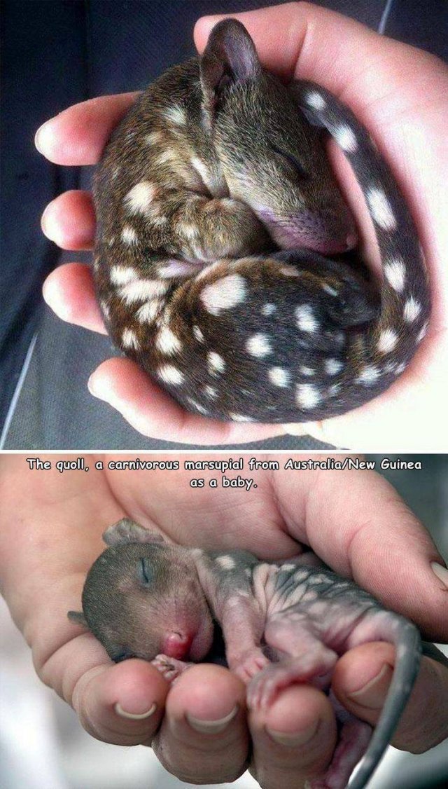 baby quoll - The quoll, a carnivorous marsupial from AustraliaNew Guinea as a baby.