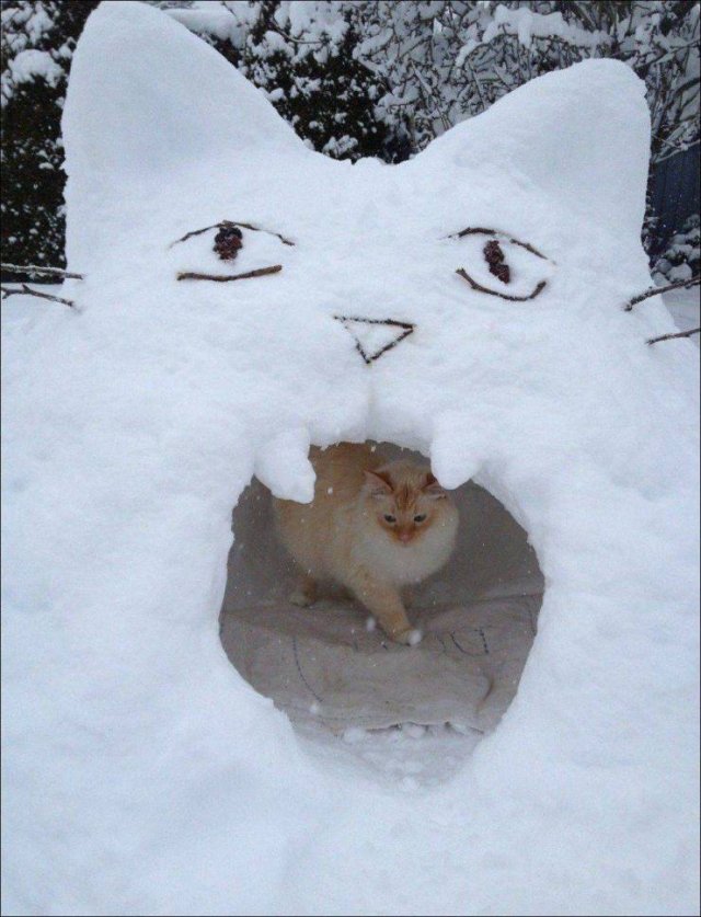 cat in snow fort