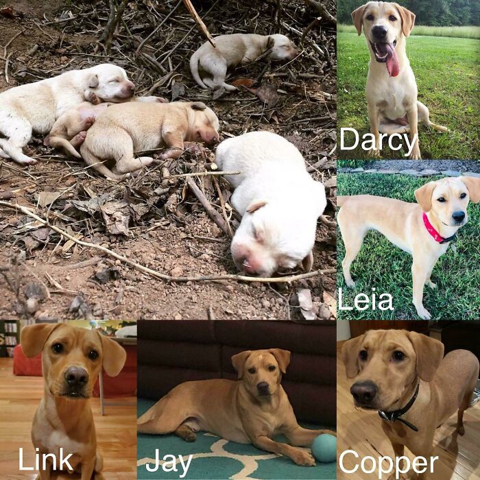 dog - Darcy Leia Link Jay Copper