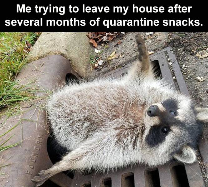 raccoon stuck in storm drain - Me trying to leave my house after several months of quarantine snacks.