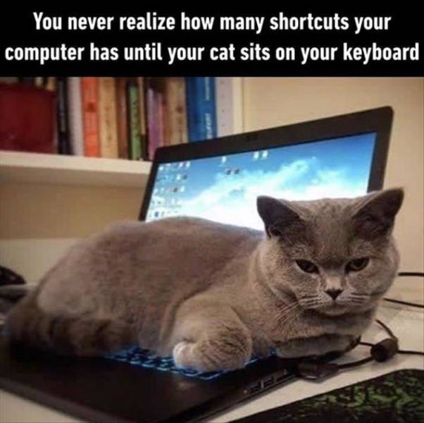 funny cat computer memes - You never realize how many shortcuts your computer has until your cat sits on your keyboard 2.