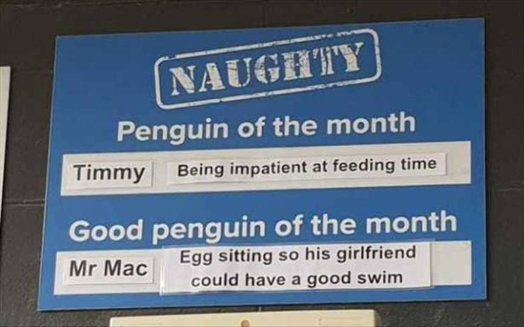 politics 1920s - Naughty Penguin of the month Timmy Being impatient at feeding time Good penguin of the month Mr Mac Egg sitting so his girlfriend could have a good swim