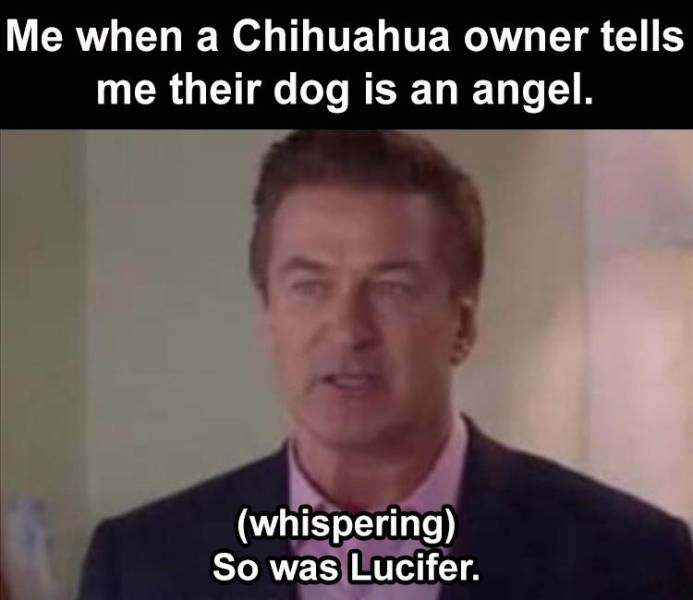 christian backgrounds - Me when a Chihuahua owner tells me their dog is an angel. whispering So was Lucifer.