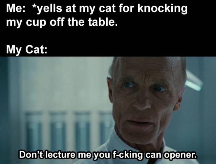 photo caption - Me yells at my cat for knocking my cup off the table. My Cat Don't lecture me you fcking can opener.