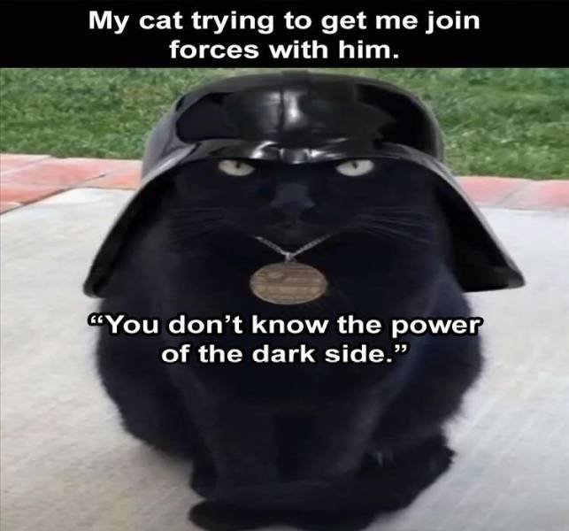 photo caption - My cat trying to get me join forces with him. You don't know the power of the dark side."