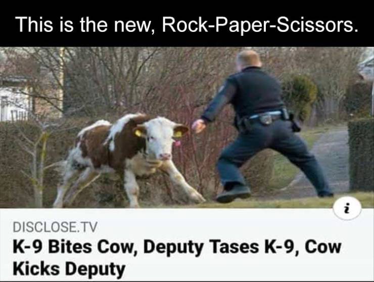 2016 couldn t get any weirder - This is the new, RockPaperScissors. i Disclose.Tv K9 Bites Cow, Deputy Tases K9, Cow Kicks Deputy