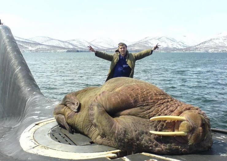 walrus sleeping on submarine