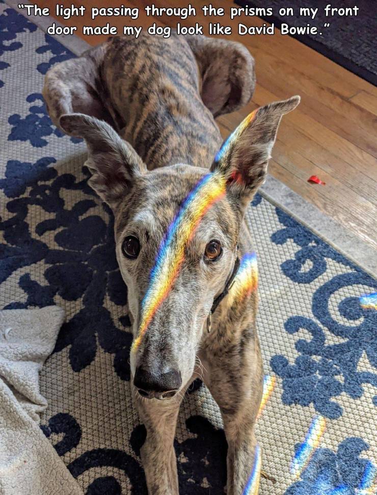 greyhound - "The light passing through the prisms on my front door made my dog look David Bowie." 201