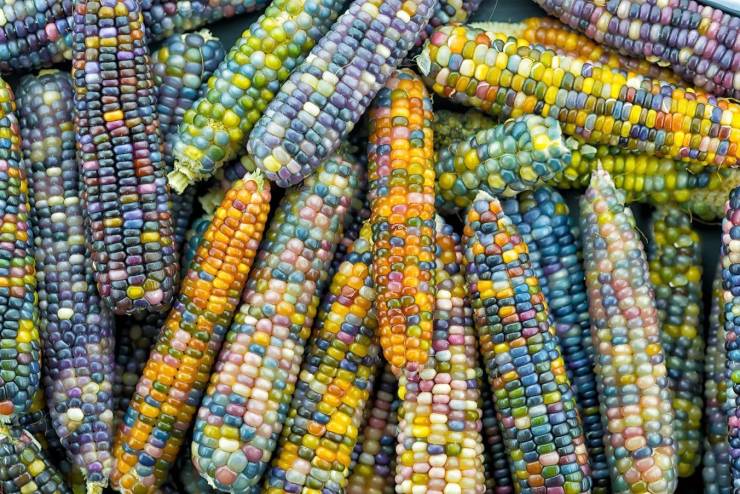 glass gem corn