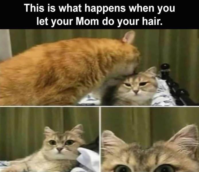 catnip memes - This is what happens when you let your Mom do your hair.
